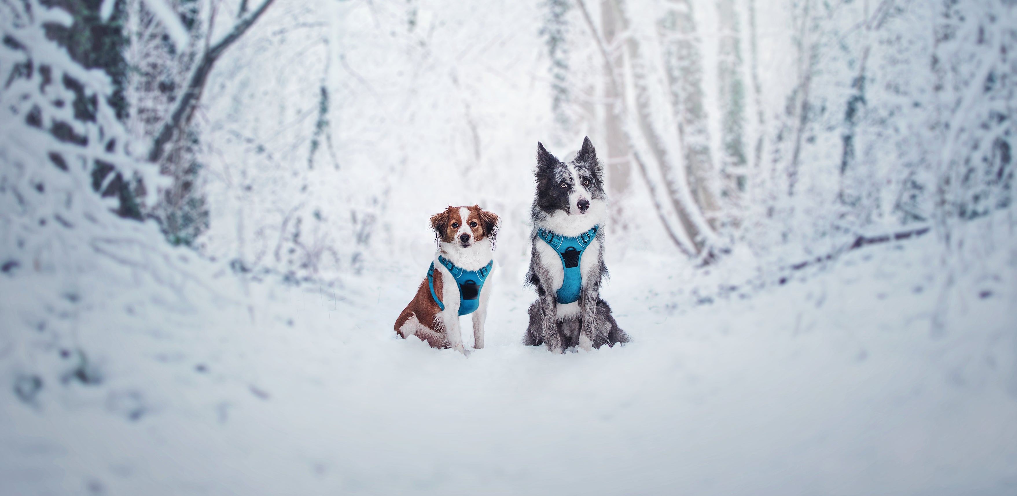 truelove dogs in the snow